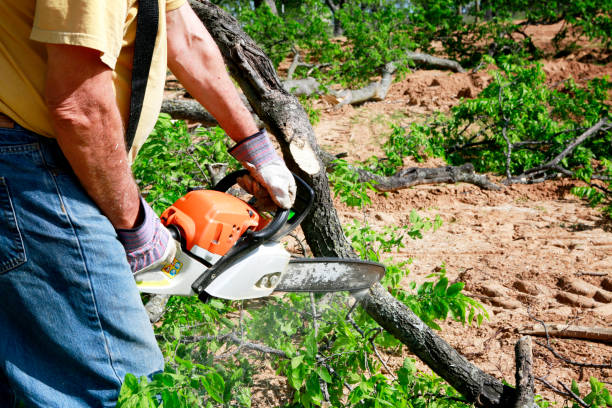 Why Choose Our Tree Removal Services in Keego Harbor, MI?